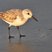 Sanderling